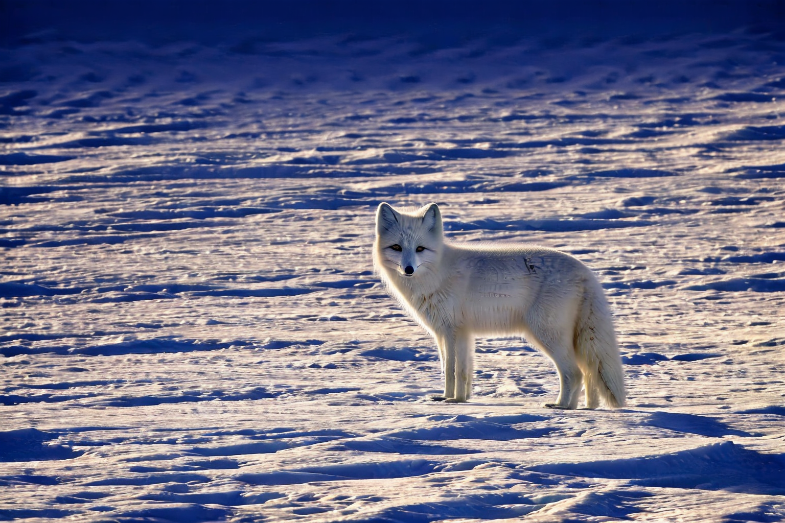 62501441-425642428-_lora_animals-HXZ_0.7_polar animals, animals, arctic fox,ocher,universe,.png